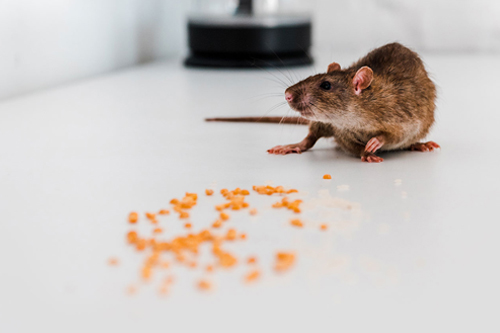 Rat Image