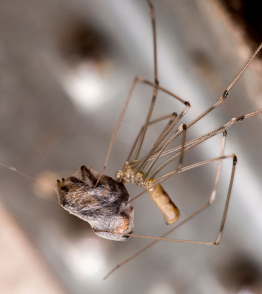 Spider Pest Control vs DIY Spider Repellent – Which Works Best?