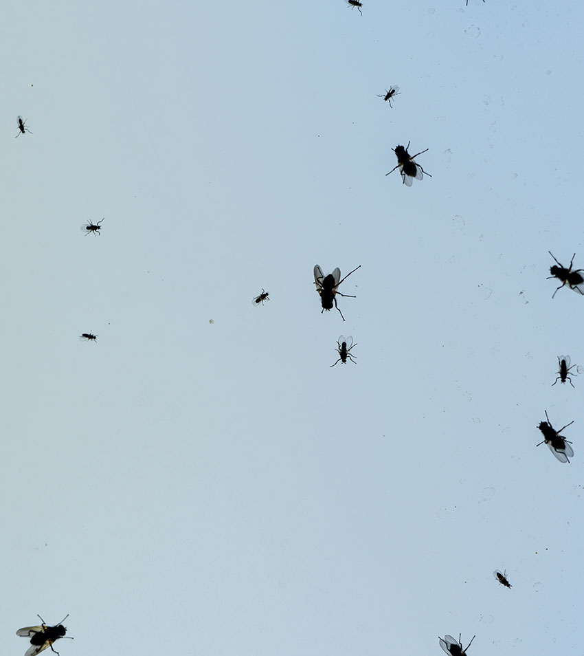 Flies