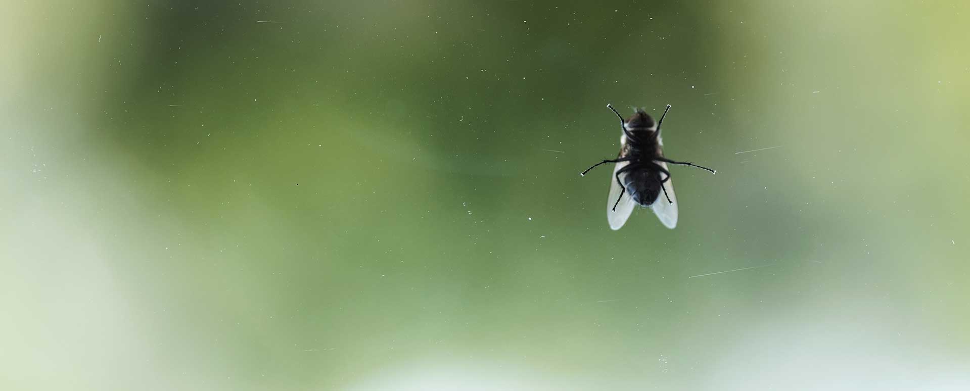 Fly Control Whangarei & Northland