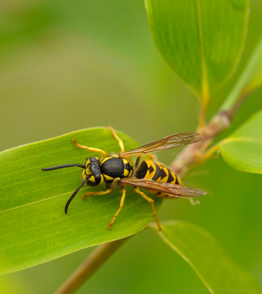 Wasp Control Whangarei & Northland
